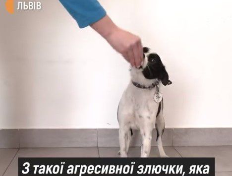 На каналі «UA: Львів» і в соцмережах розповідають про собак і котів, які шукають  домівки